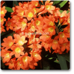 Clivia Miniata, Kaffir lily - Plant - CMK-920289