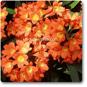 gog-plants-clivia-miniata-kaffir-lily-plant-16968789164172.png