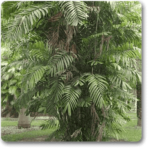 Cluster Palm - Plant - CPP-451913