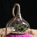 Coastline - Air Plant - CAP-983012