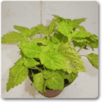 Coleus (Green) - Plant - CP-718619