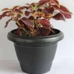 Coleus (Maroon Green) - Plant - CGP-121477