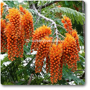 gog-plants-colvillea-racemosa-plant-16968793129100.png