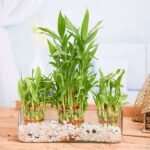 Combo of 2 Layer and 3 Layer Lucky Bamboo Plants in a Glass Vase with Pebbles - COL-745348