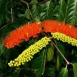 Combretum Fruticosum, Fire Flower - Plant - CFF-391537