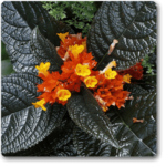 Copper Leaf, Pulchella - Plant - CLP-431398