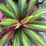 Cordelini Kiwi, Dracaena Kiwi - Plant - CKD-958047