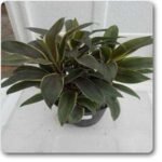Cordiline Dracaena - Plant - CDP-402129