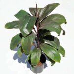 Cordyline - Plant - CP-821275