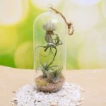 Cousteau - Air Plant - CAP-907657
