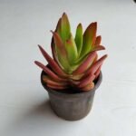 Crassula Campfire - Succulent Plant - CCS-525389