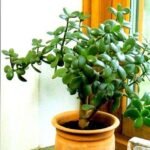 Crassula ovata, Jade plant (Small leaf)- Succulent Plant - COJ-396871