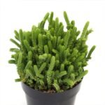 Crassula Princess Pine - Succulent Plant - CPP-483012