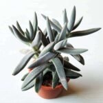 Crassula Surprise Party - Succulent Plant - CSP-301670