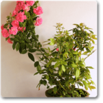 Creeper Rose - Plant - CRP-108851