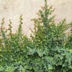 Creeping fig Plant, Ficus pumila - Plant - CFP-825109