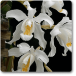 Crested Coelogyne - Plant - CCP-958606