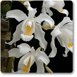 gog-plants-crested-coelogyne-plant-16968801714316.png