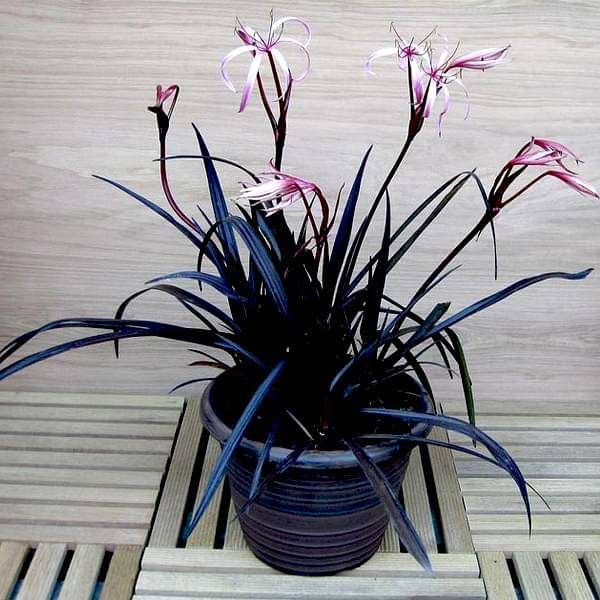 gog-plants-crinum-lily-spider-lilly-red-plant-16968802041996.jpg