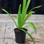 Crinum Lily, Spider Lilly (White) - Plant - CLS-740976
