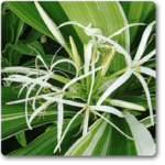 Crinum Lily Variegated - Plant - CLV-597443