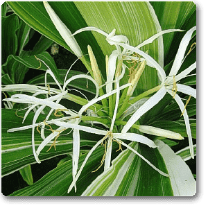 gog-plants-crinum-lily-variegated-plant-16968802107532.png