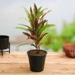Croton Plant, Codiaeum variegatum (Captain Kidd) - Plant - CPC-928970