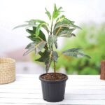 Croton Plant, Codiaeum variegatum (Duck Foot) - Plant - CPC-377187