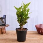 Croton Plant, Codiaeum variegatum (Gold Dust, Small Leaves) - Plant - CPC-928360