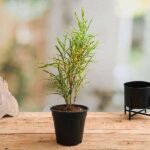 Croton Plant, Codiaeum variegatum (Gold Dust, Thin Leaves) - Plant - CPC-793667