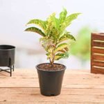 Croton Plant, Codiaeum variegatum (Magnificent) - Plant - CPC-538280
