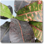 Croton Plant, Codiaeum variegatum (Maroon) - Plant - CPC-925949