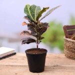 Croton Plant, Codiaeum variegatum (Petra) - Plant - CPC-890214