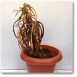 Croton Plant, Codiaeum variegatum (Zanzibar) - Plant - CPC-724010