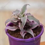 Cryptanthus Bivittatus - Plant - CBP-319839