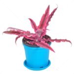 Cryptanthus neon, Earthstar neon - Plant - CNE-479951