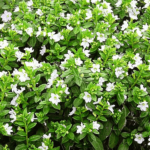 Cuphea Hyssopifolia (White) - Plant - CHP-914850