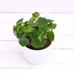 Cupid Peperomia, Peperomia scandens (Green) - Succulent Plant - CPP-581354