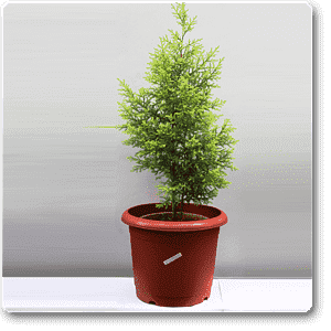 gog-plants-cupressus-golden-golden-monterey-cyprss-plant-16968892383372.png