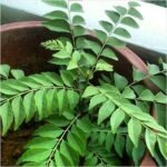 Curry Leaves, Kadi Patta, Murraya koenigii,  Meetha Neem - Plant - CLK-248616