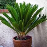Cycas Plant, Queen Sago, Cycas circinalis  - Plant - CPQ-663788