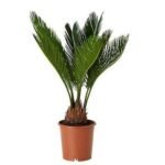 Cycas Plant, Sago Palm, Cycas revoluta - Plant - CPS-310703