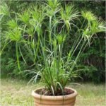 Cyperus Papyrus - Plant - CPP-525607