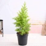 Cypress Golden - Plant - CGP-510425