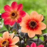 Dahlia (Any Color) - Plant - DCP-196784