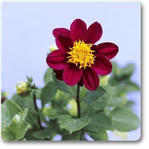 gog-plants-dahlia-dark-pink-plant-16968814723212.png