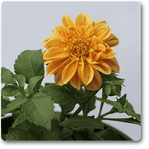 gog-plants-dahlia-orange-plant-16968814329996.png