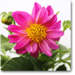 Dahlia (Pink) - Plant - DP-235089