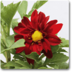 Dahlia (Red) - Plant - DP-539647