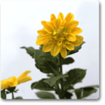Dahlia (Yellow) - Plant - DP-505434